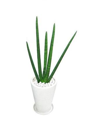 Cylindrical Snake Plant, Spear Sansevieria,石筆虎尾兰,شمشیری,سانسویریا استوانه ای مار
